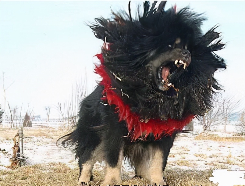 世界猛犬排行榜，膽子不肥不要養