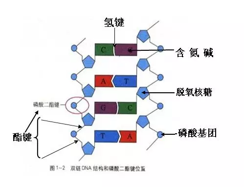 基因工程的核心步骤（带你深入了解基因工程）