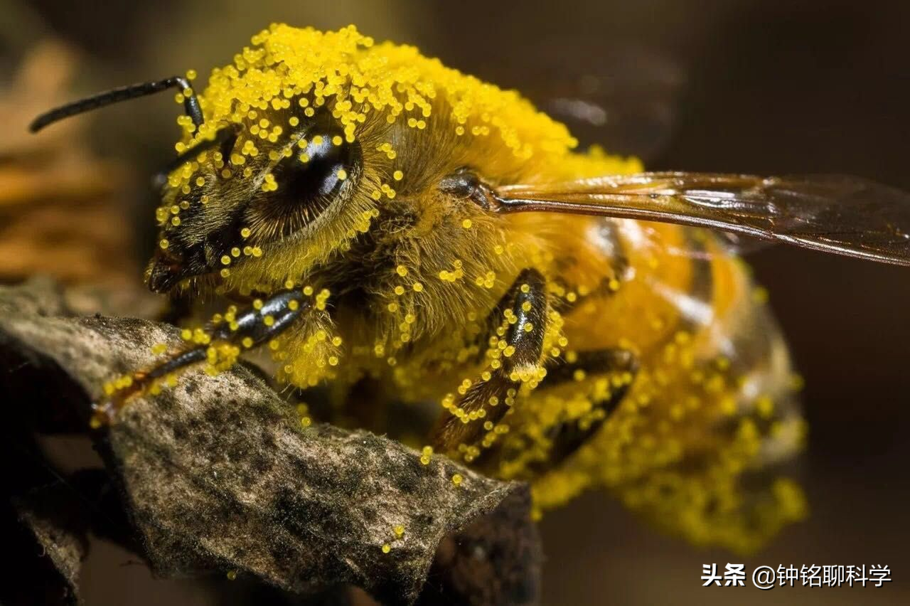 蜜蜂入屋死亡征兆 蜜蜂入屋有什么征兆