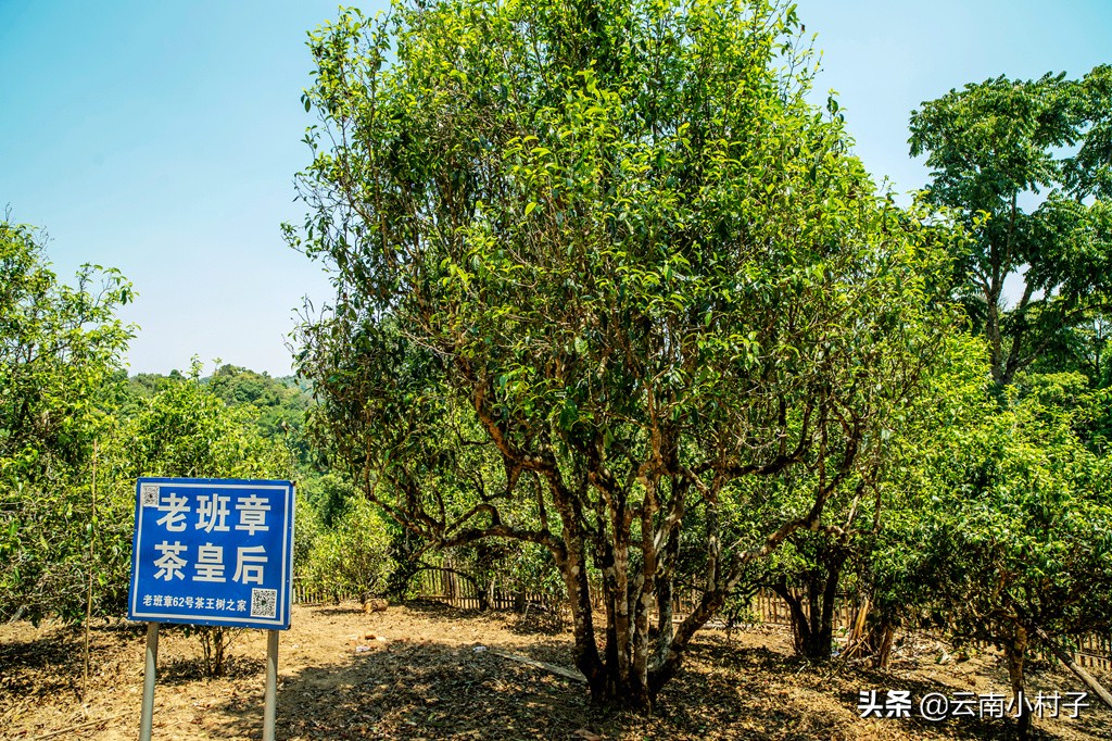 老班章茶王树树龄图片