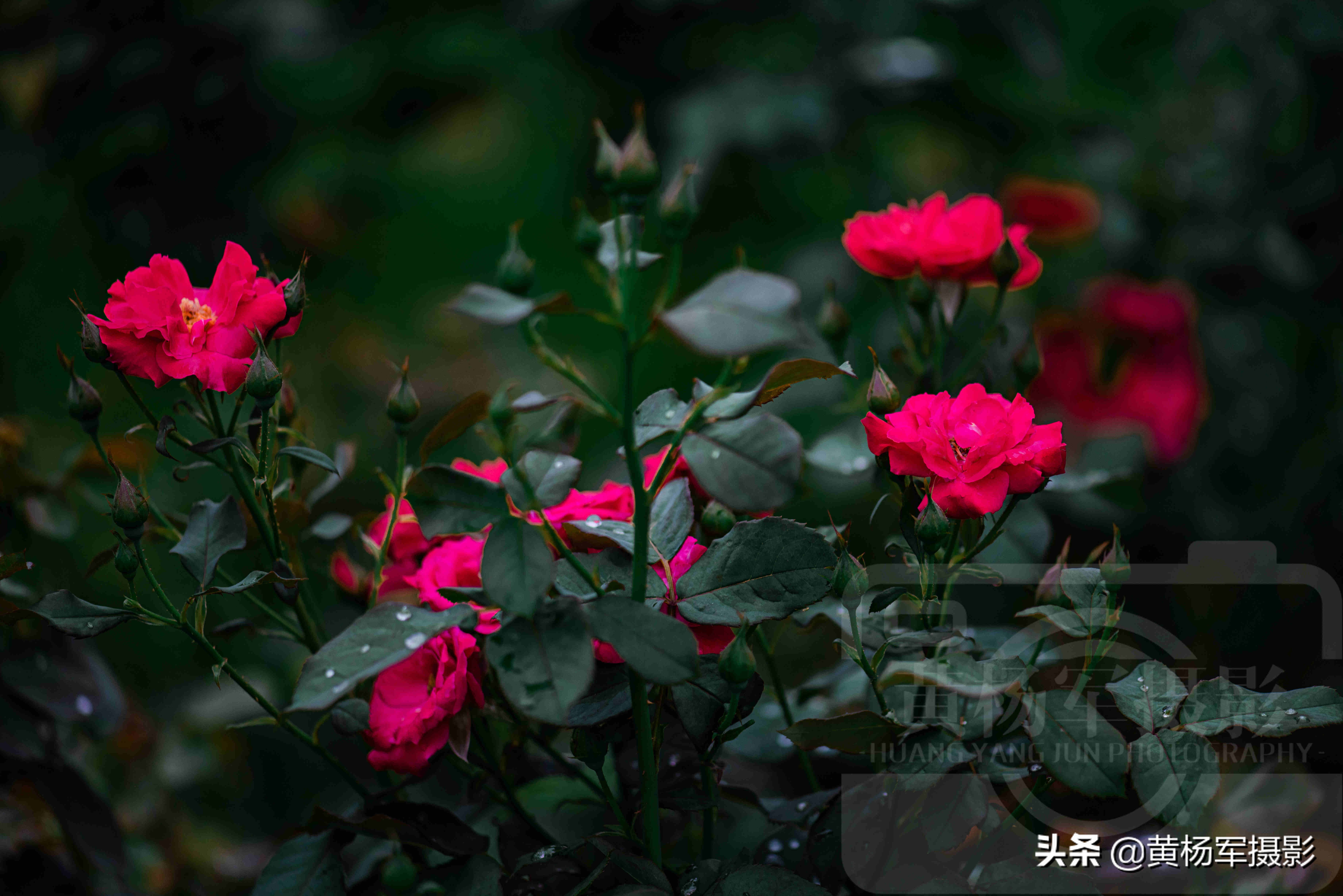 月季花娇艳多姿的芬芳，清香怡人的花朵格外美丽，熟悉百态很烂漫