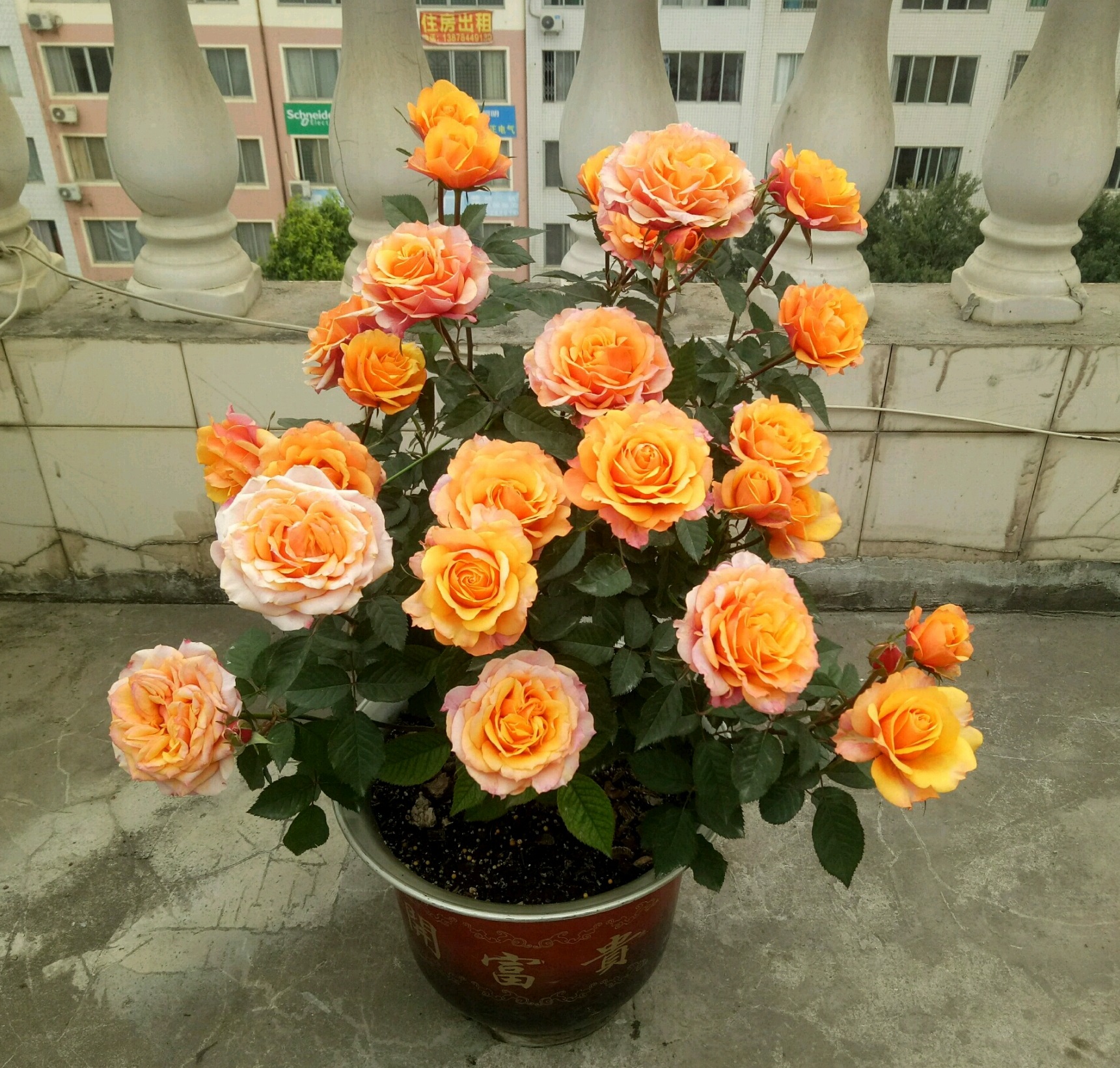 艾帕索月季花（赏花又闻香的盆栽花介绍大全）