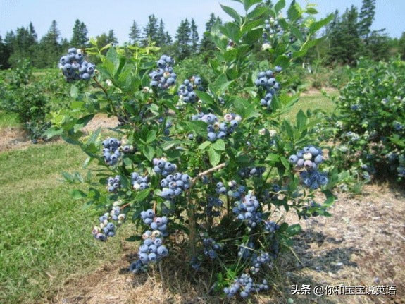 采摘亲子英文+科普—草莓蓝莓、萝卜白菜，谁长地上，谁长藤上？