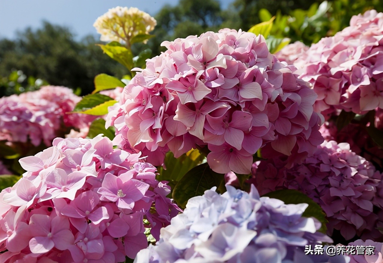 绣球花有几种颜色（详解七变花的名字由来）