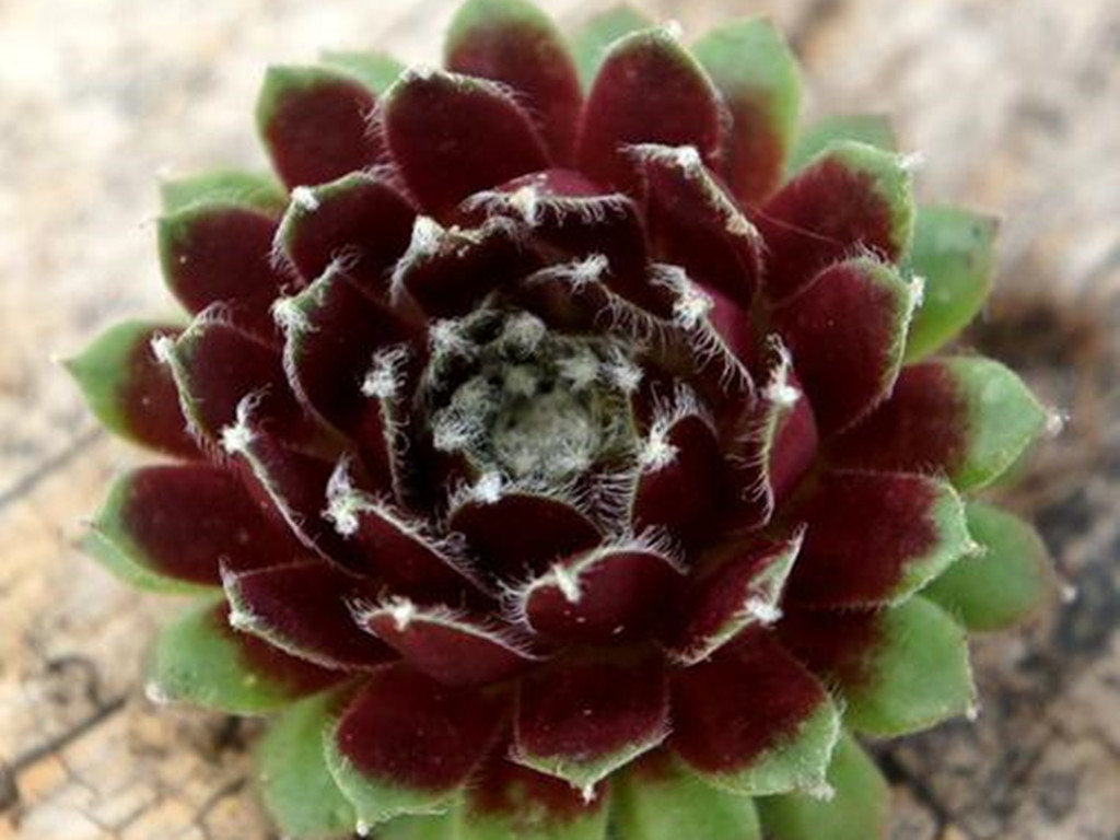 同样环境下,大红卷绢和蛛丝卷绢状态却不一样,所以要区别养护