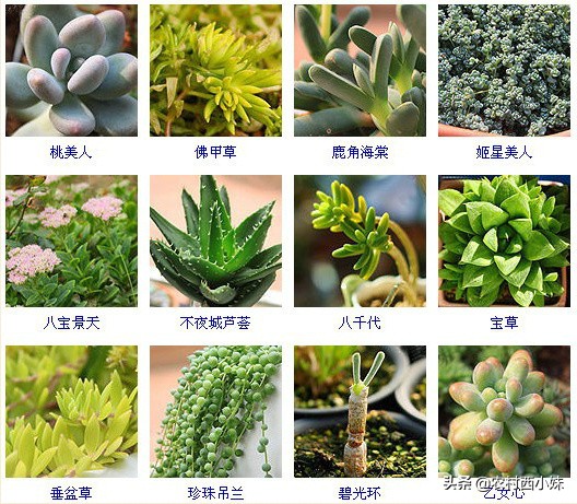 多肉的种类名字（144种多肉植物常见品种名称大全）