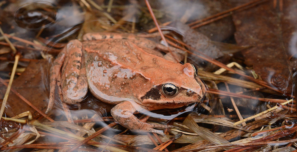 3亿只,吉林林蛙一斤叫价150元,野生蛙难逃一劫?
