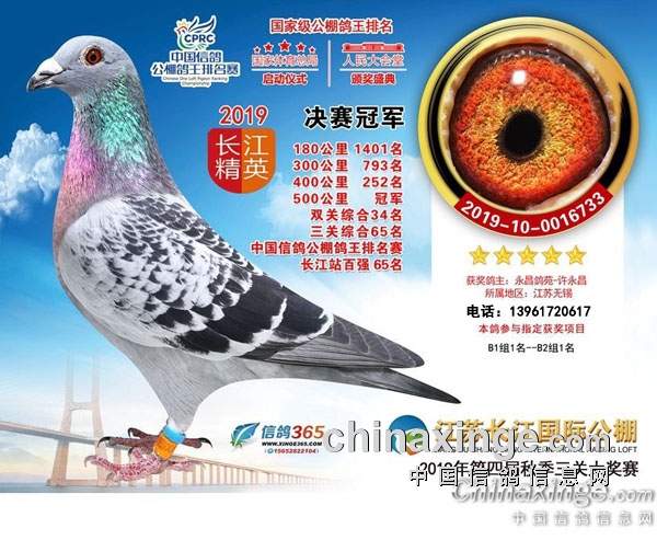 74岁飞公棚冠军 许永昌：我用的仍然是李鸟！