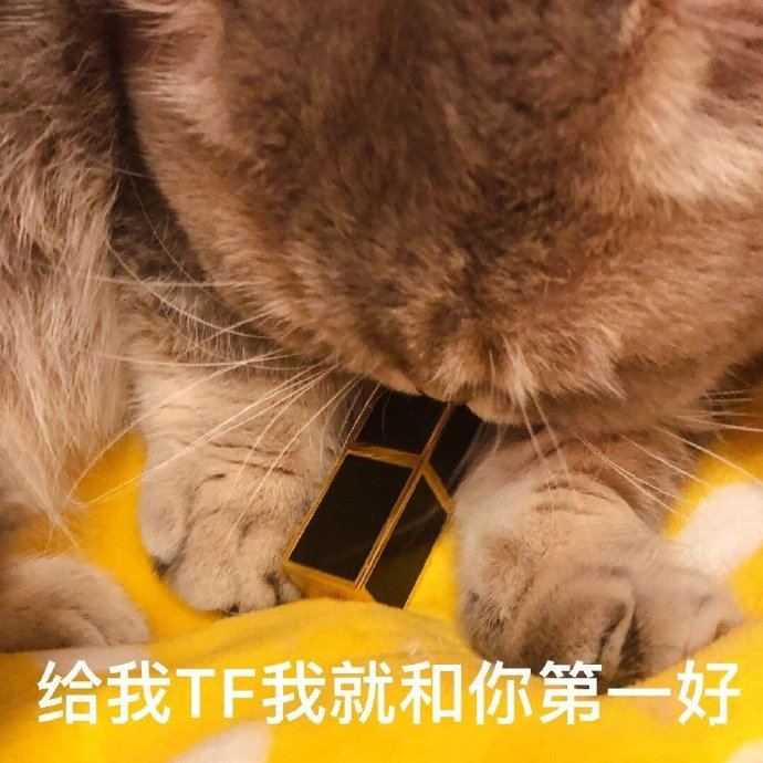 套路老公买口红的猫咪表情包合集