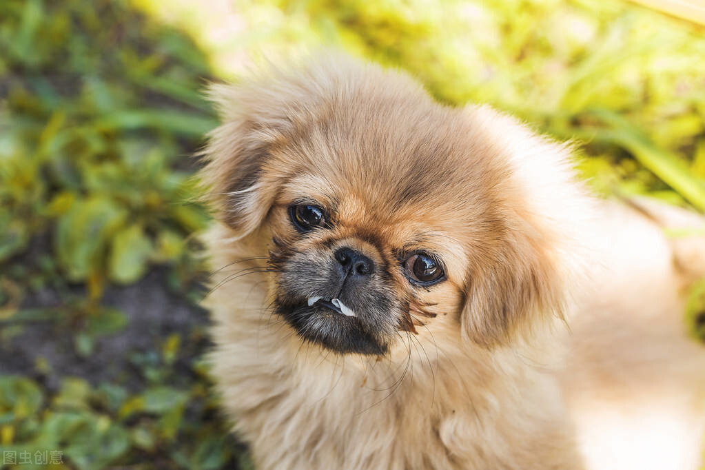 同样是狗，为什么养京巴犬的人却不多？这几点，可能你也讨厌