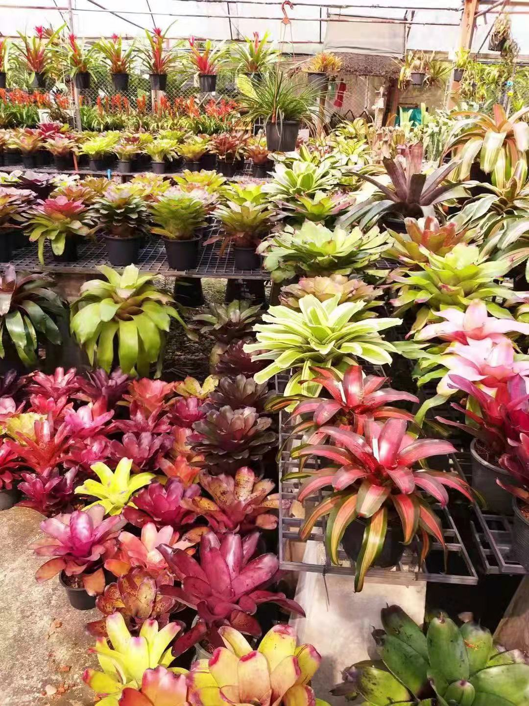 仙湖花园走出梧桐山