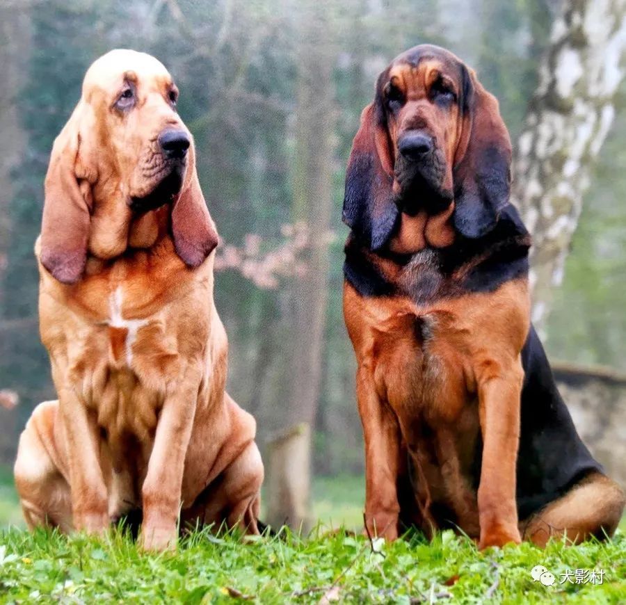 世界上最好的追踪犬——寻血猎犬