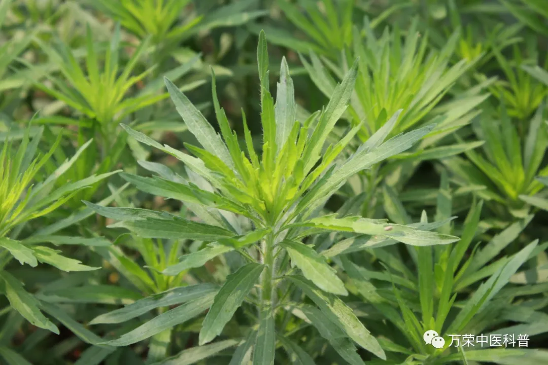 外来物种-小飞蓬,老外的"中药"