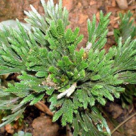 孢子植物有哪些（分享常见的孢子植物大全）