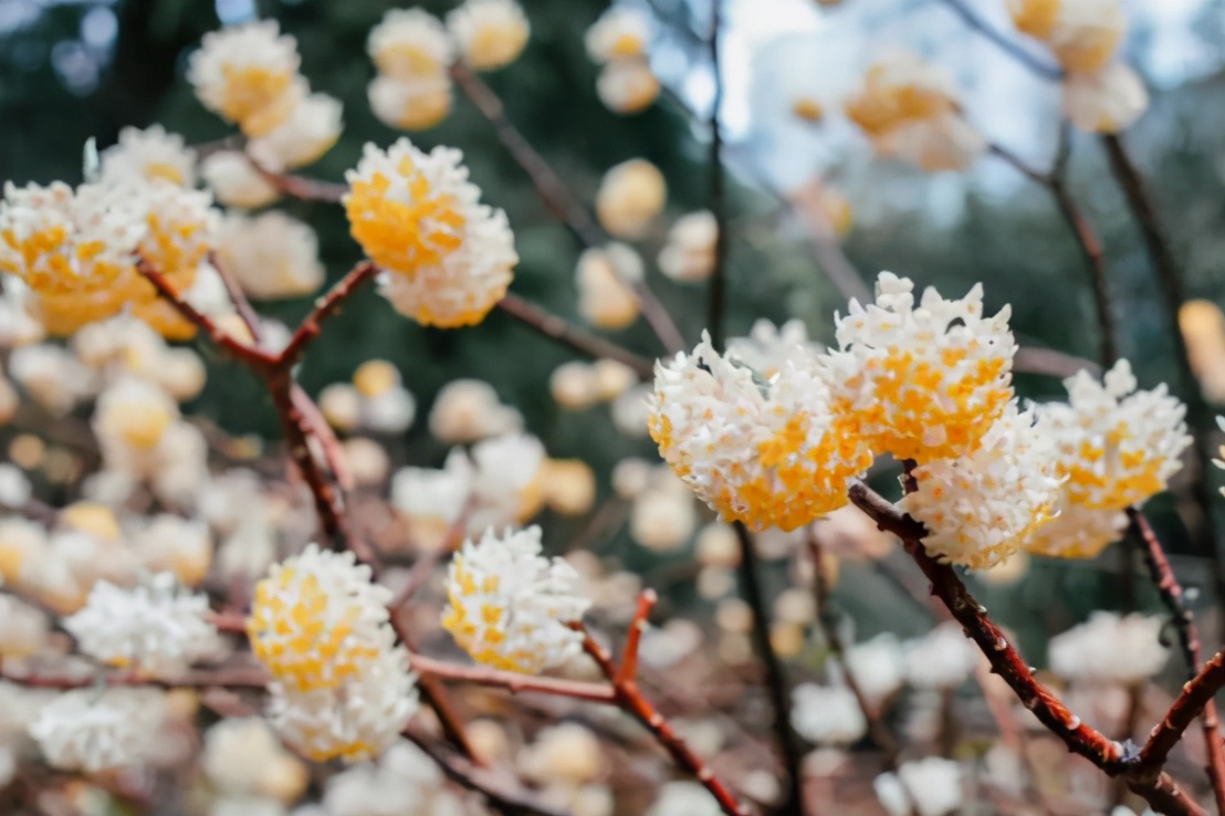 高清大图惊艳来袭！或许，“她”就是南京大学最美校花！