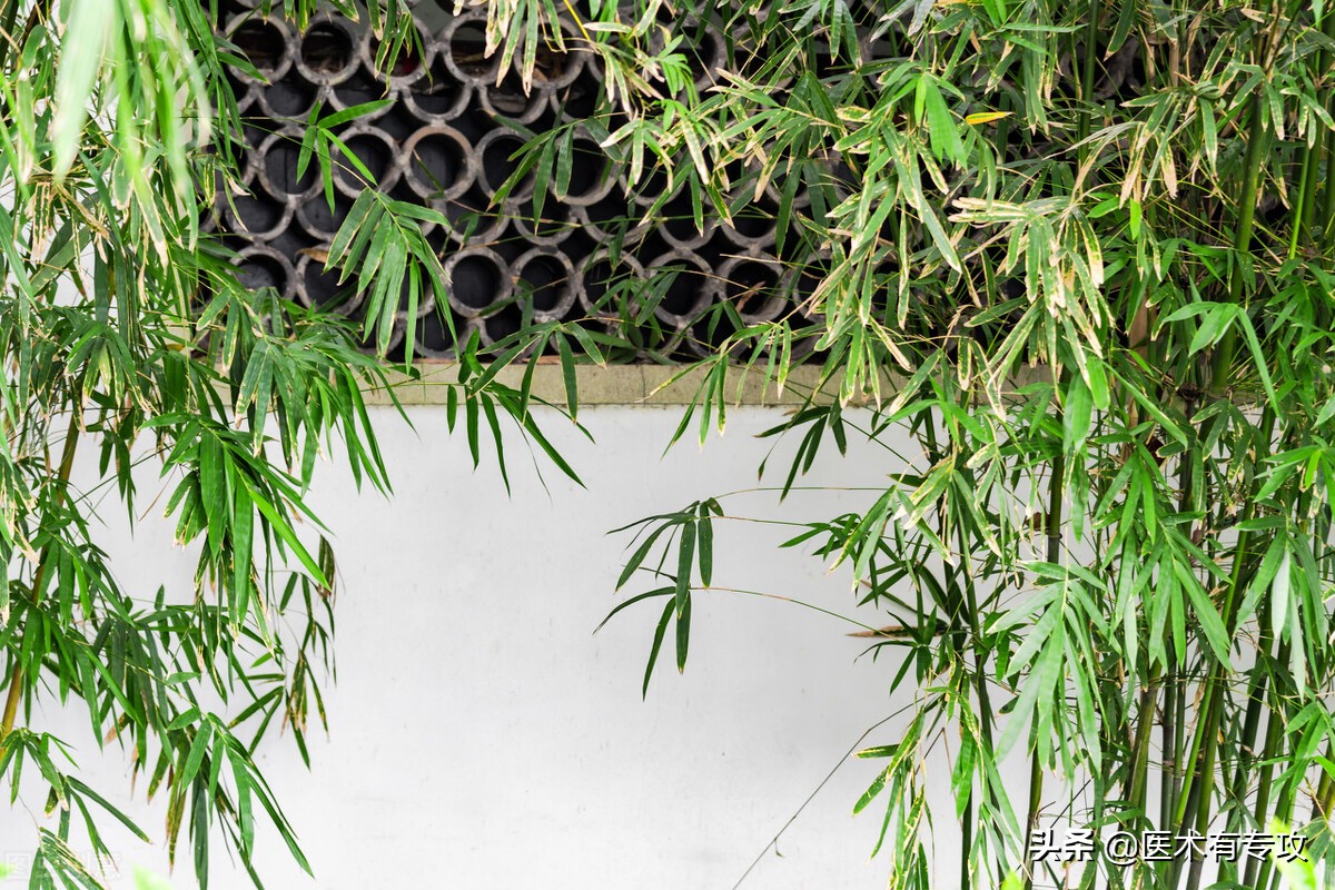 每天学习一味中药~竹叶(中药 竹叶)