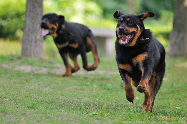 世界名犬品种大全（最全狗狗品种科普及简要介绍）