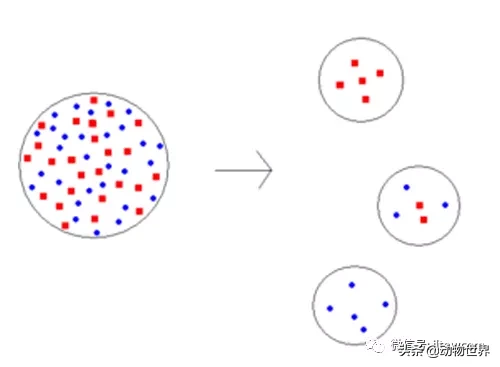 桑给巴尔豹图片（已经灭绝的非洲豹桑给巴尔豹百科）