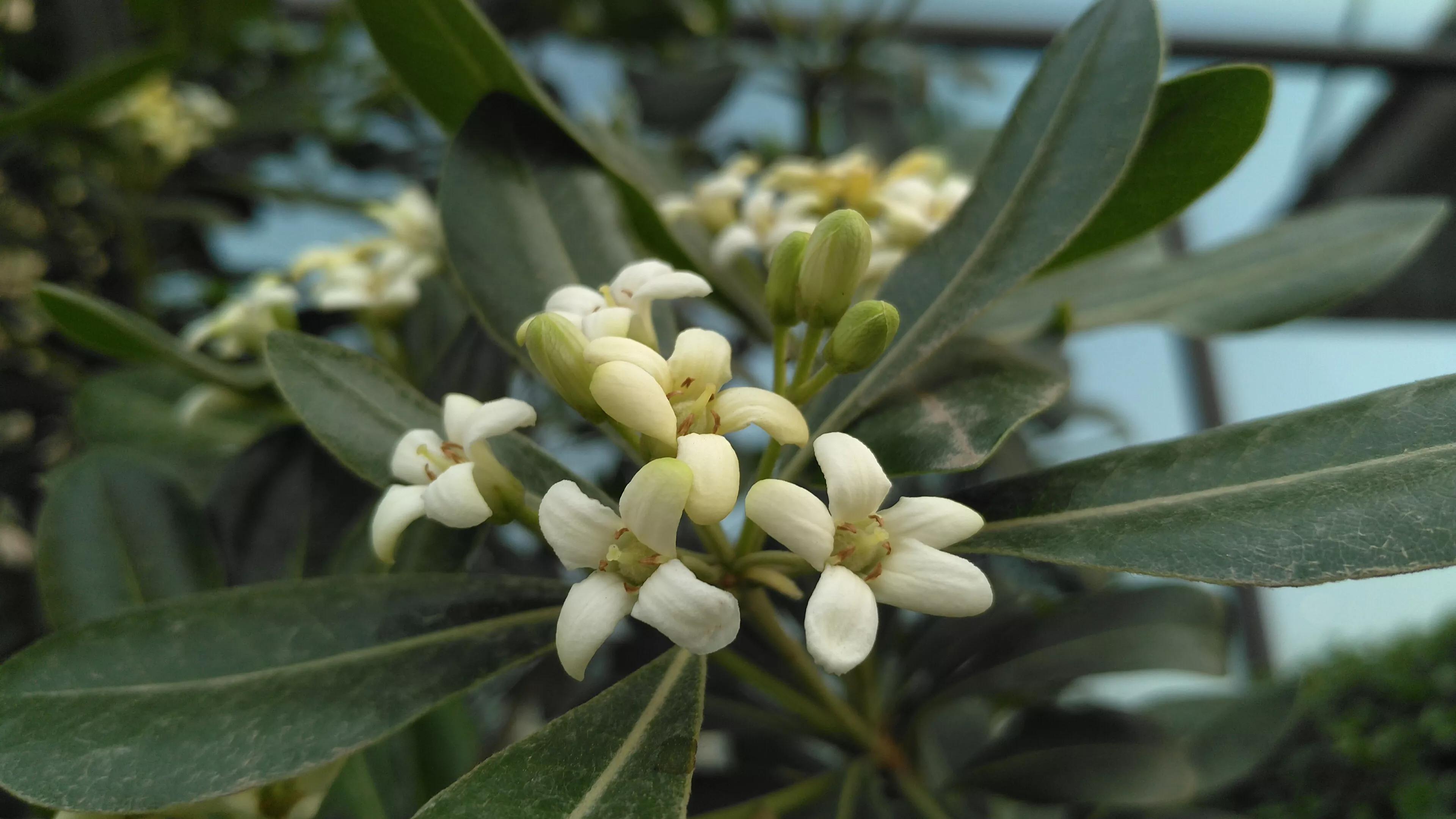 小巧海桐花,浓香令人夸