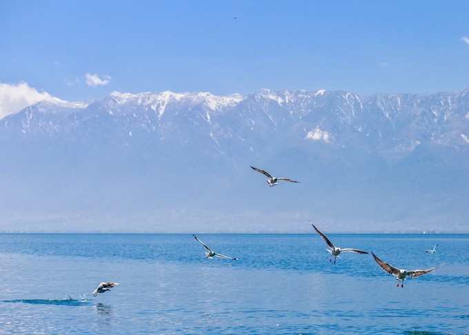 下关风吹上关花，洱海月印苍山雪——从洱海边醒来