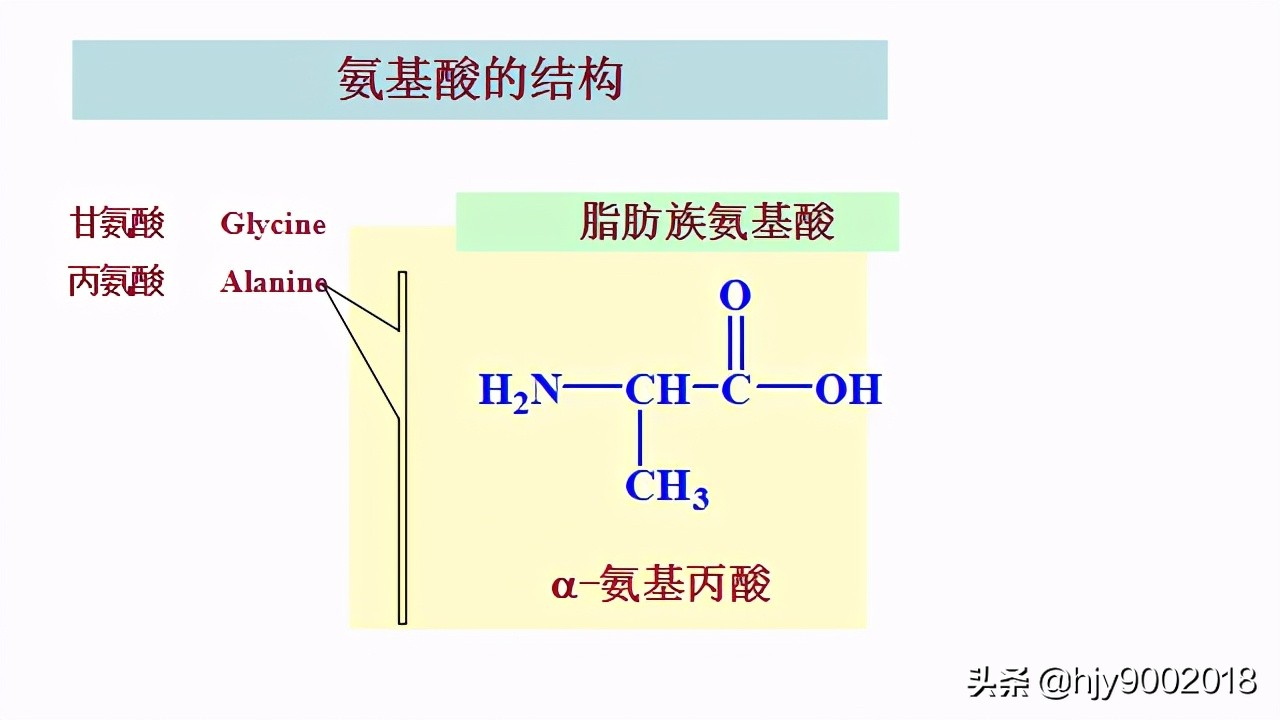 蛋白质的化学组成