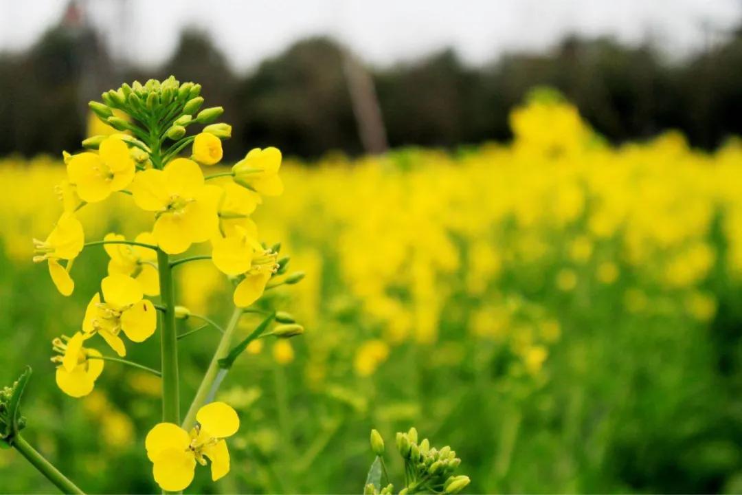 成都1.5h刹拢幽静山野，赏梨花、油菜花、桃花…不收门票