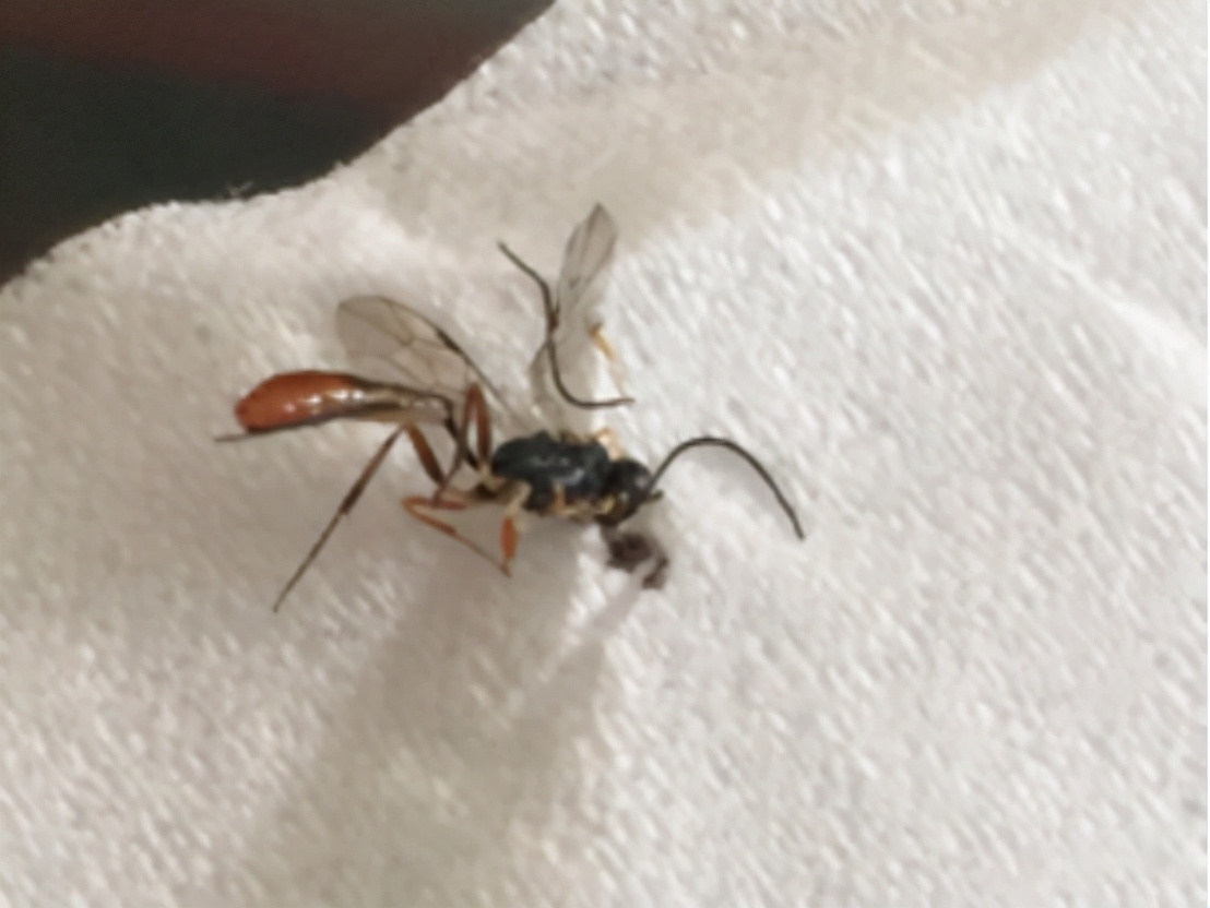 被隐翅虫咬伤急救指南,毒液酸性或可堪比硫酸?