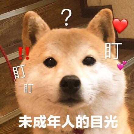 小柴犬的表情包来个热吻吗？宝贝儿