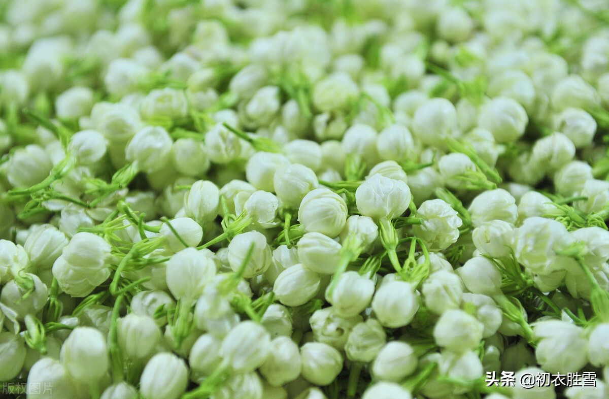 夏花茉莉美诗八首赏读：著人茉莉花如雪，茉莉心香细雨天