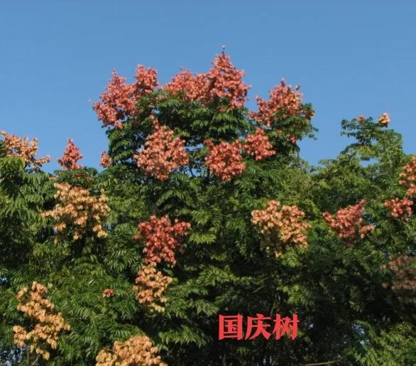 茶花树为什么不能种家门口(一个保姆的日常——别墅庭院(37))