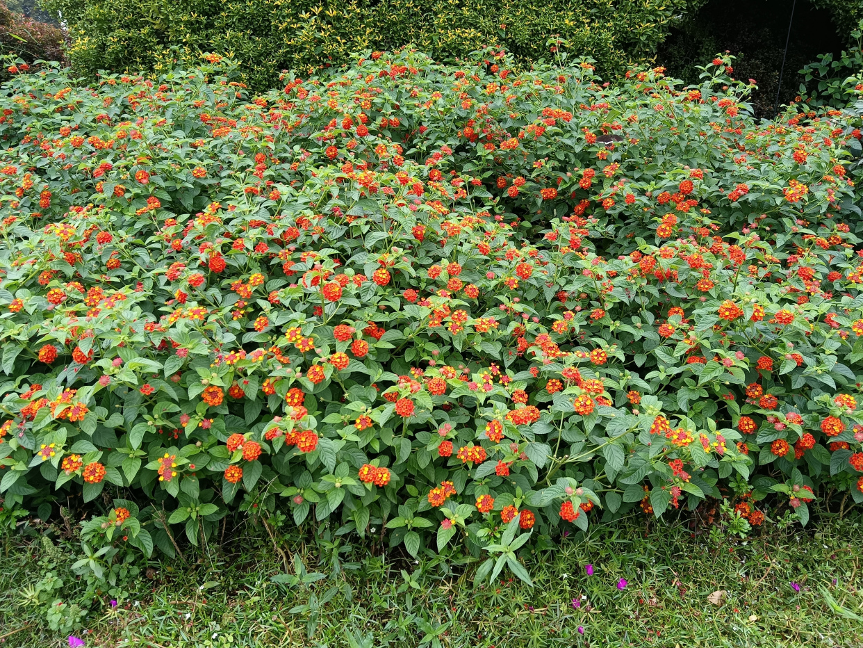 绿化树品种大全(100种绿化带或路边常见的花草树木)