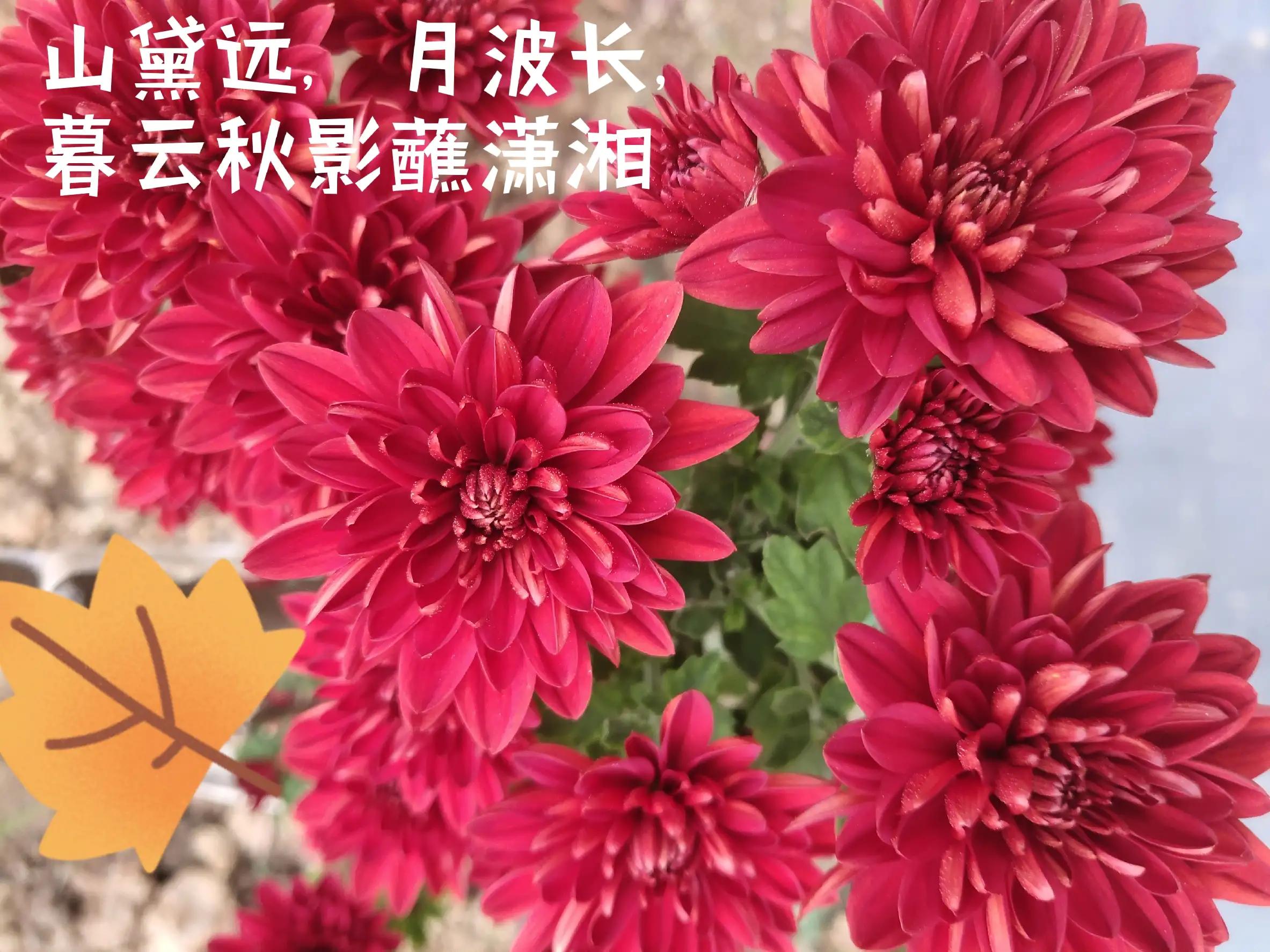 根据您提供的内容，我来重写一个标题：

**国家利益至上：个人得失与家国情怀的深刻思考**

这个标题包含了苟利于国的核心思想，体现了为国家利益牺牲个人利益的精神境界，字数在36-50字范围内。