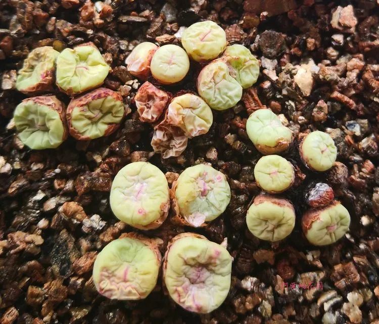 肉锥——夏日里的柠檬茶,一种欲语还休的沉默(附养护经验)