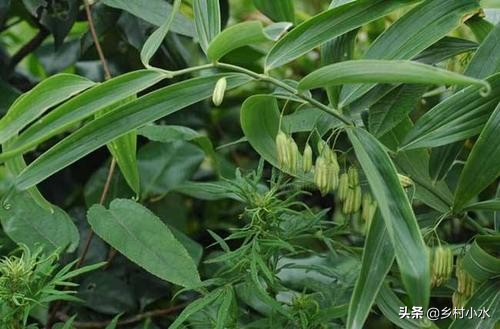 黄金药材功效与作用(黄精被称为) - 行就行