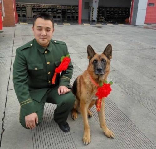 警犬会绝育吗？通过绝育的利弊，了解工作犬的特点和要求