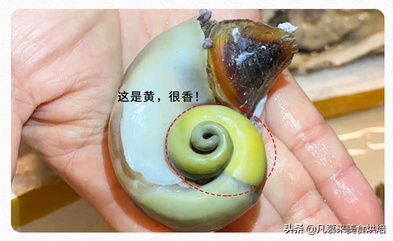 大海螺的正确吃法、大海螺鉴别鲜活的方法、大海螺的四种做法