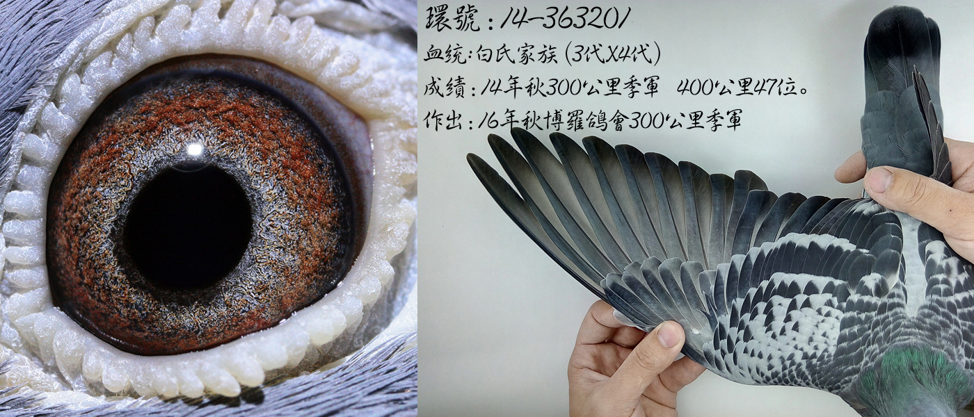 异色反目当优？