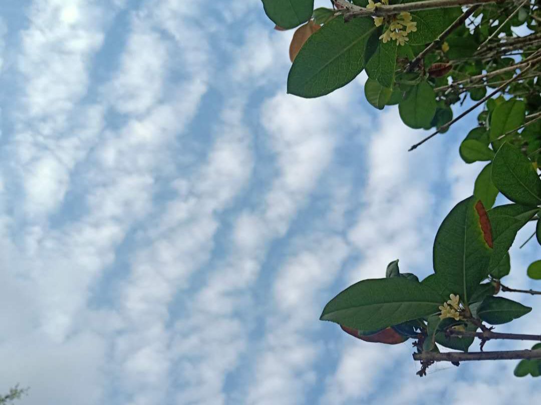 月桂香 月桂花落 月桂樹食品 天天看點