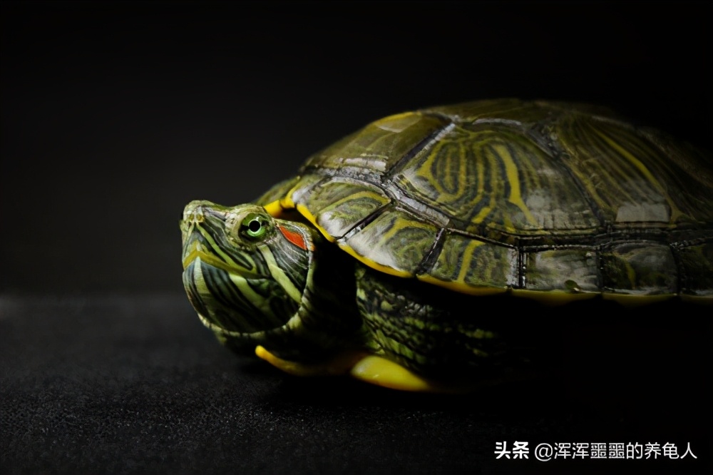 乌龟肺炎能自愈吗，乌龟肺炎的原因有哪些？