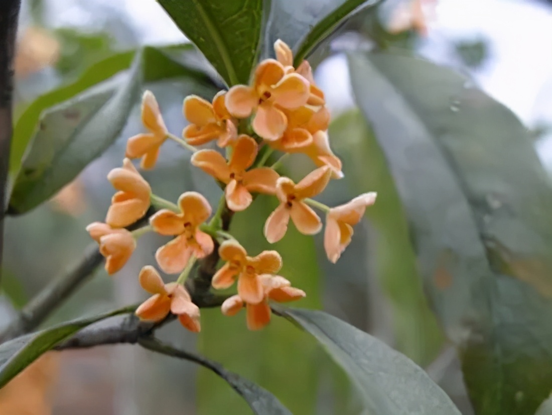 18.大花金桂▼19.大花四季桂▼20.大叶檀香桂▼21.大叶佛顶珠▼22.