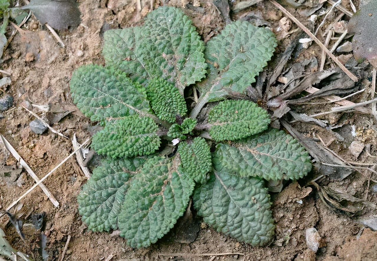 神奇的雪见草,看起来像癞蛤蟆皮,在农村很常见,冬天正当食