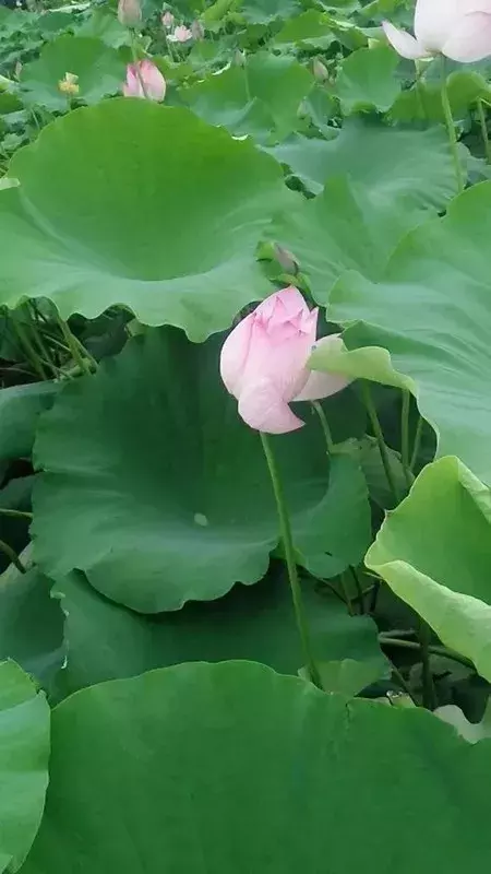 盈盈芙蕖水中开，菡萏尽放，千娇百媚~与君共赏这一池荷香