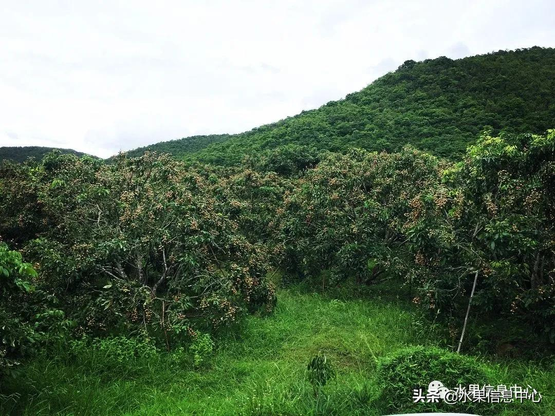 龙眼什么时候开花（泰国龙眼的等级区分标准）