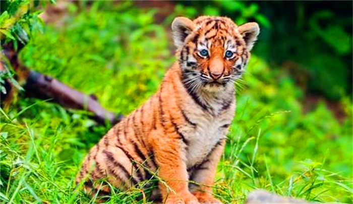 "虎生三子,必有一彪",彪是什么?跟普通的小老虎有什么不同?