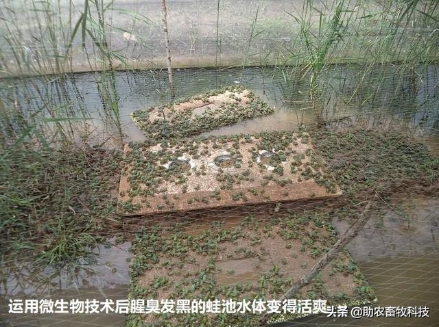 å…»è›™ç—…å¤šè‡-å‘3çŽˉä¿é—®é￠˜è¿™æ ·åšè½»æ˜“å°±è§￡å†3äo†ï¼Œä¸éœ€å¤§è®¾æ–½æŠ•å…￥æˆæœ¬ä½Ž