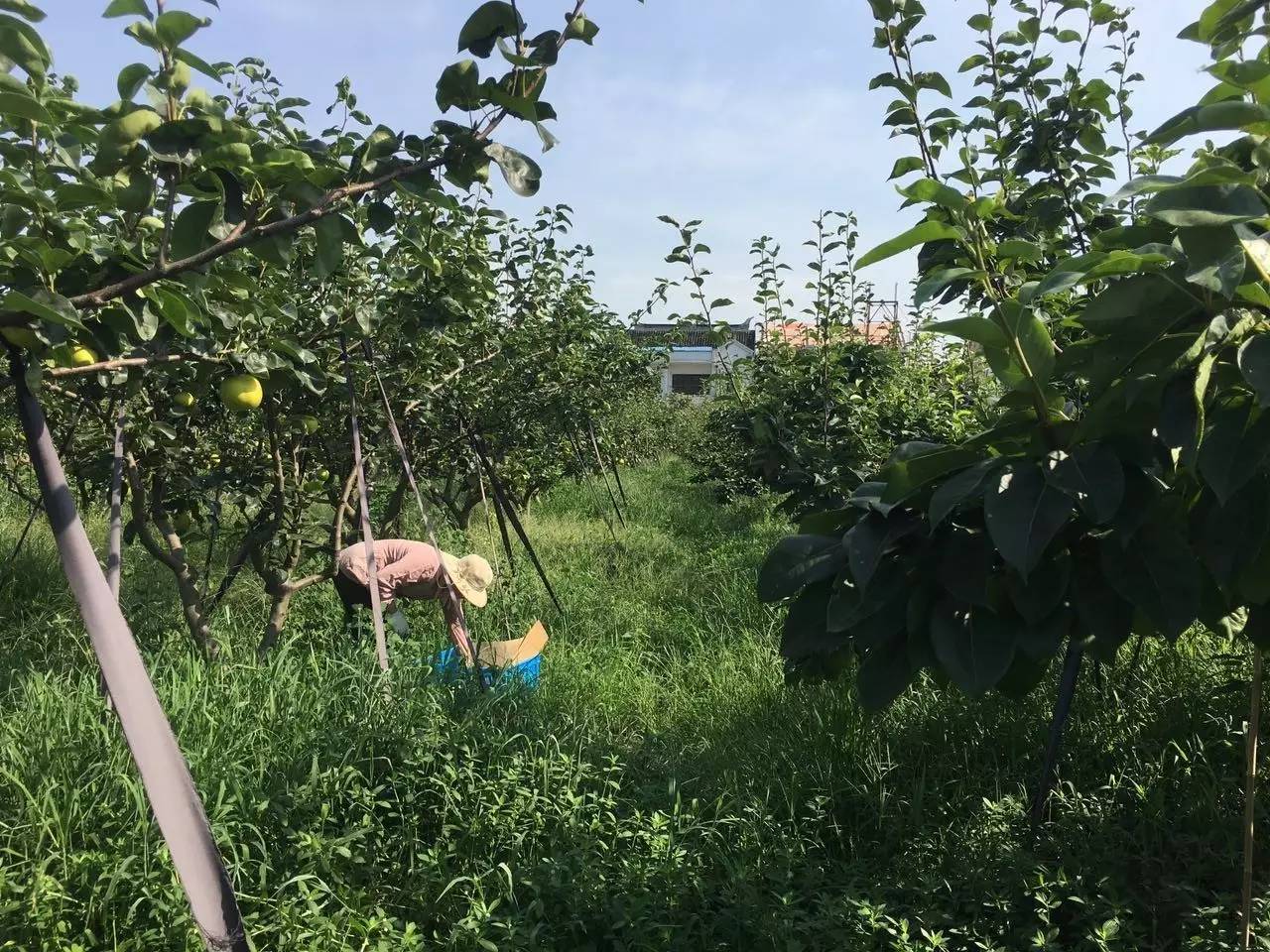 農村父子經營百畝果園長滿草,種植梨子卻能五月成熟,有啥不一樣