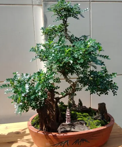 清香木盆景价格怎么养清香木盆景才能变成