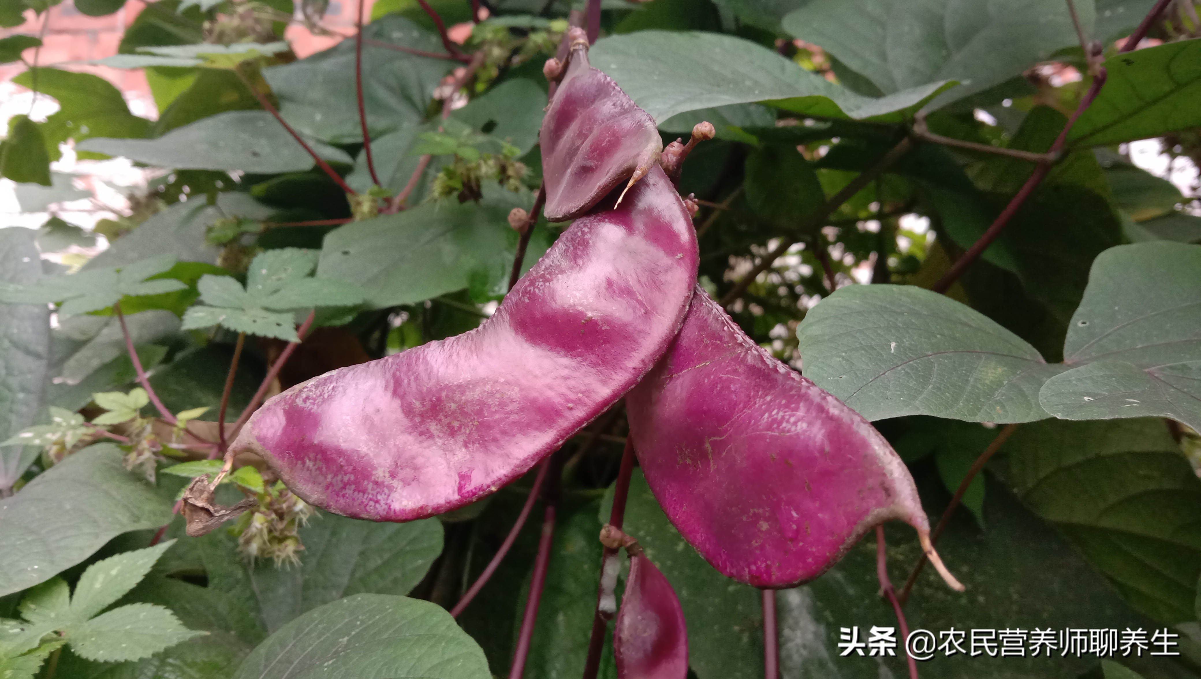 紫扁豆是什么（紫扁豆的正确营养价值，千万不要错过）