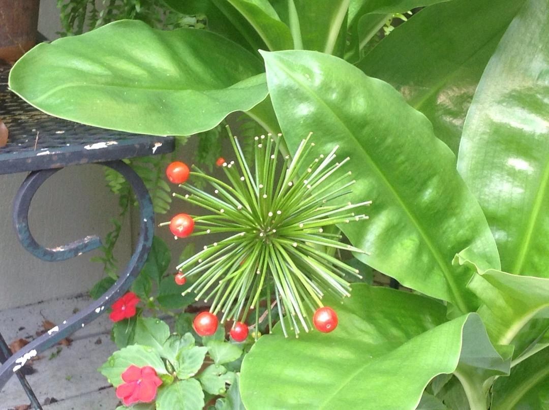 花朵如一团火焰般的网球花,可以直接买大球根种,夏秋开花灿烂