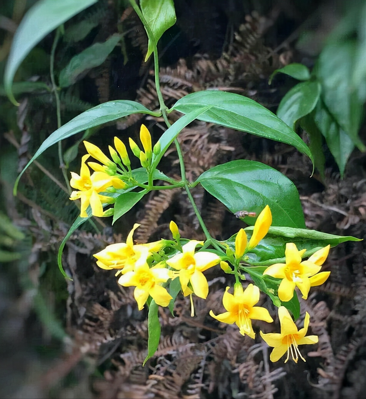 电视剧中常出现的十大“神奇植物”，有的还是人名，看你见过几种